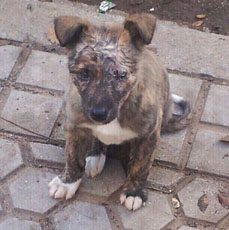 leonor antes