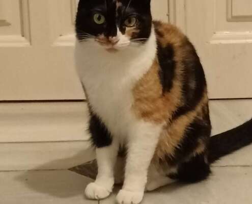 IMG_20251105_172709_1