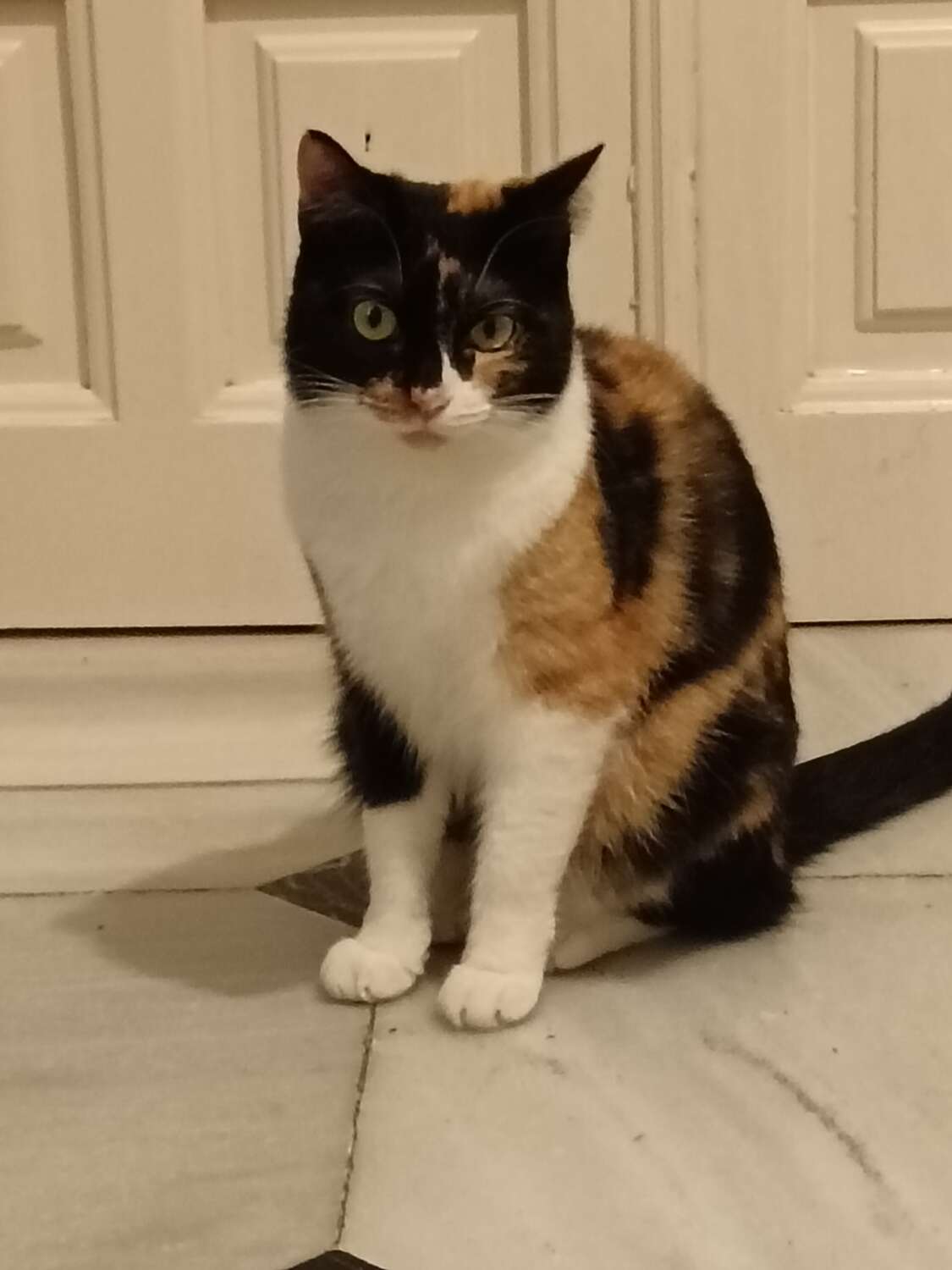 IMG_20251105_172709_1