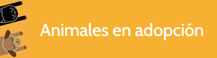 adopcion En adopción