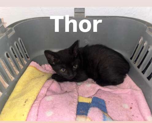 THOR 1
