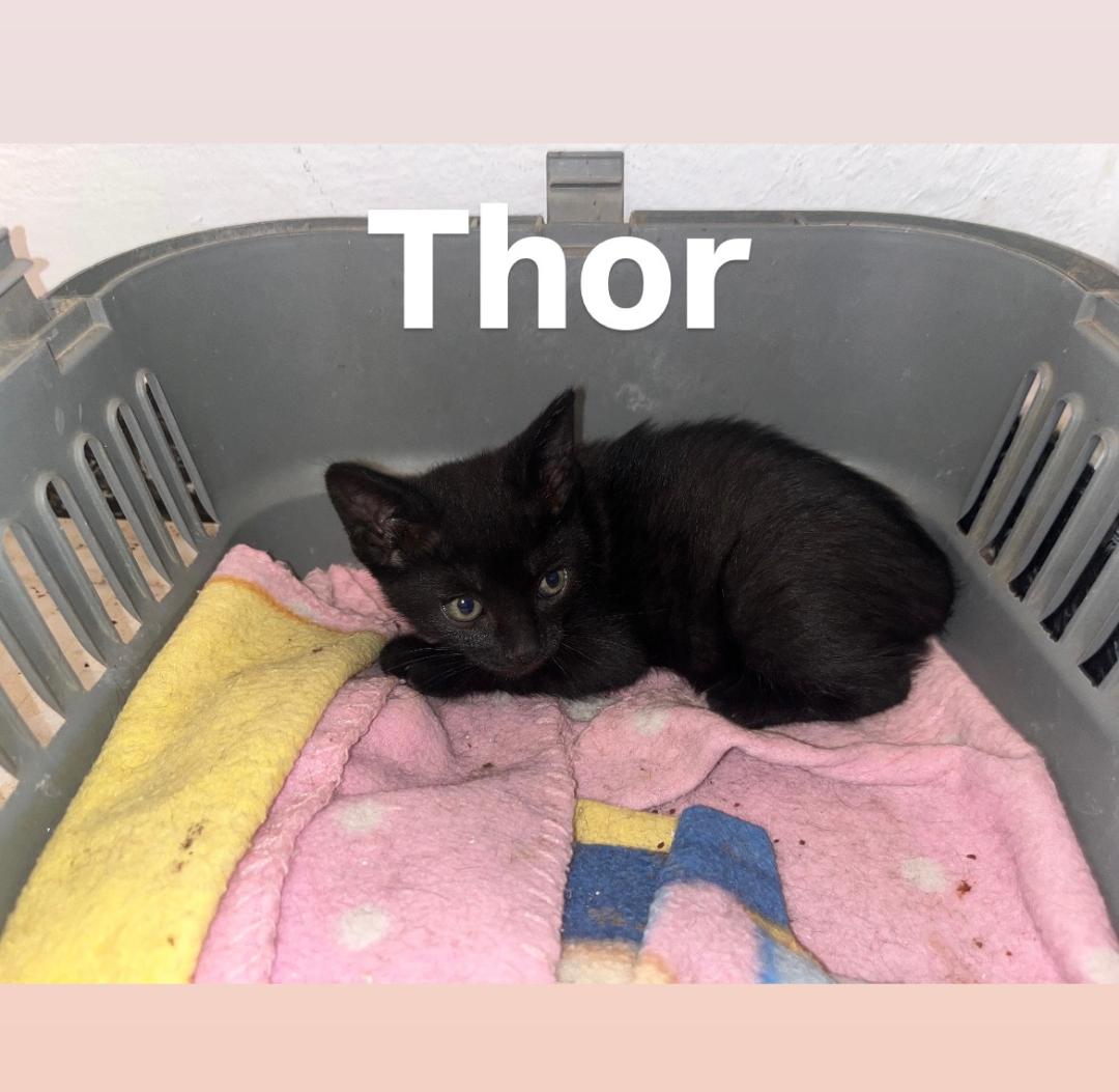 THOR 1