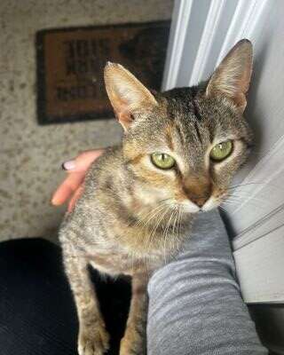 gatita positiva en leucemia 2
