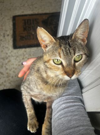 gatita positiva en leucemia 2