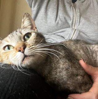 gatita positiva en leucemia