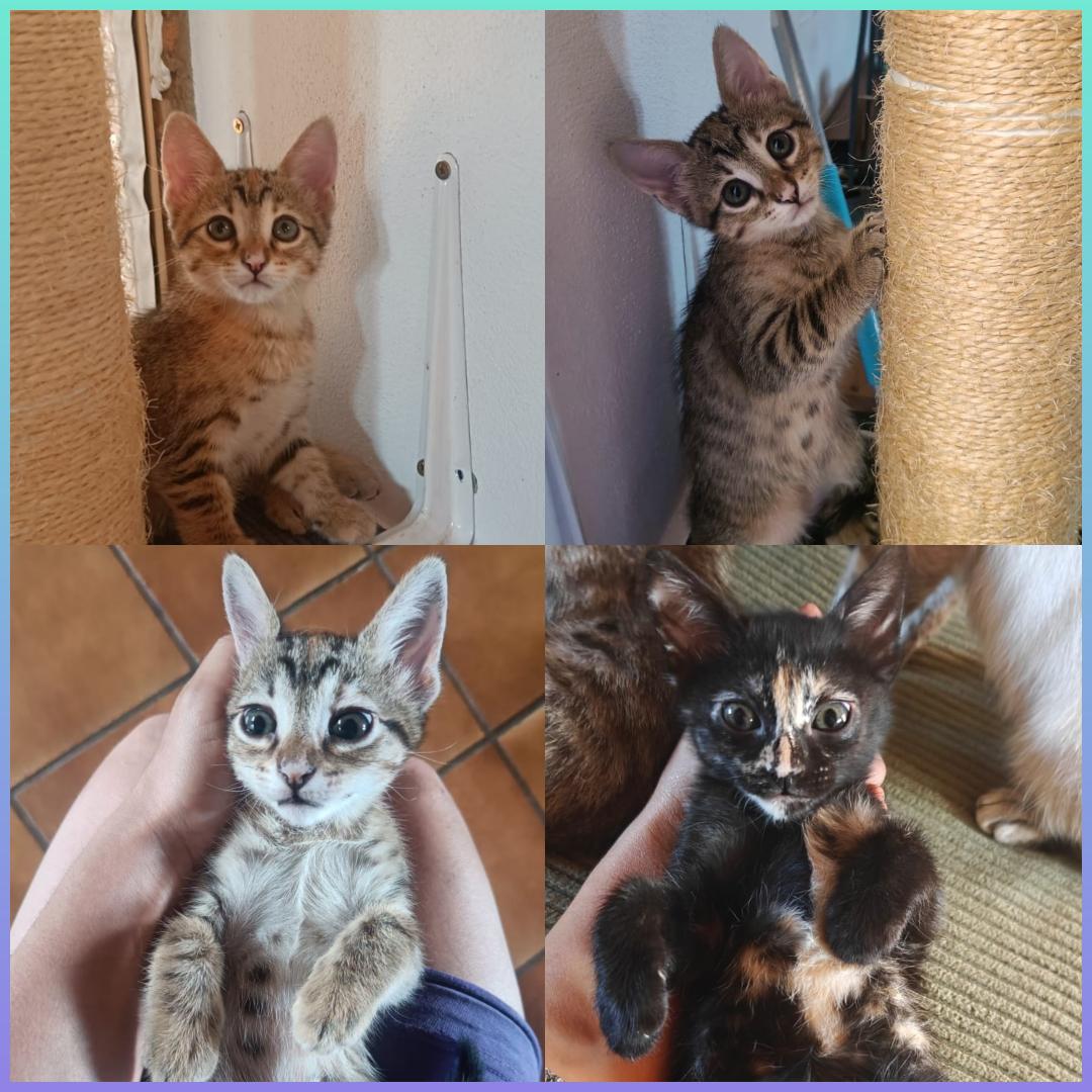 4 HERMANITOS