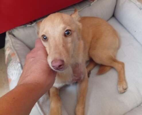 FITO 1