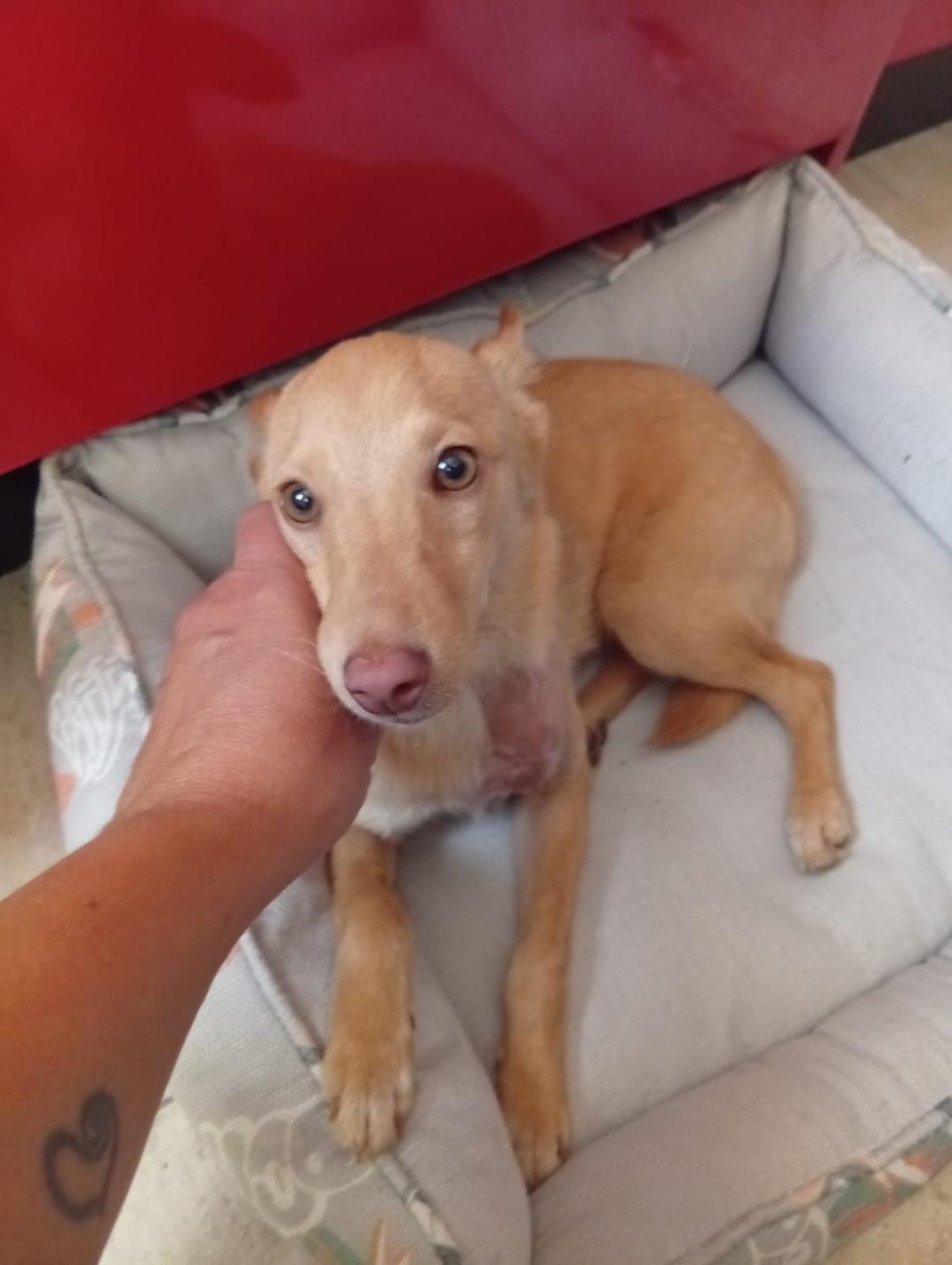 FITO 1