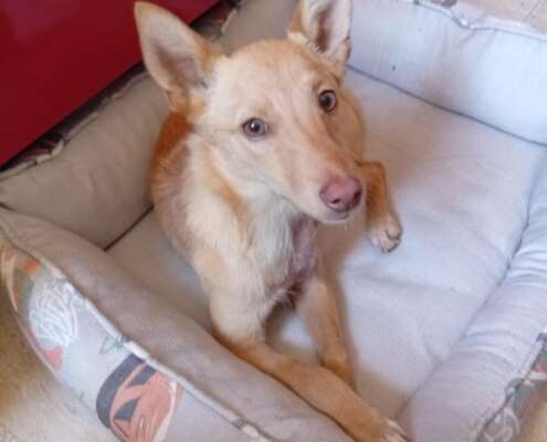 FITO 2