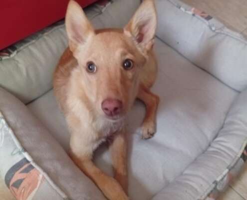 FITO 3
