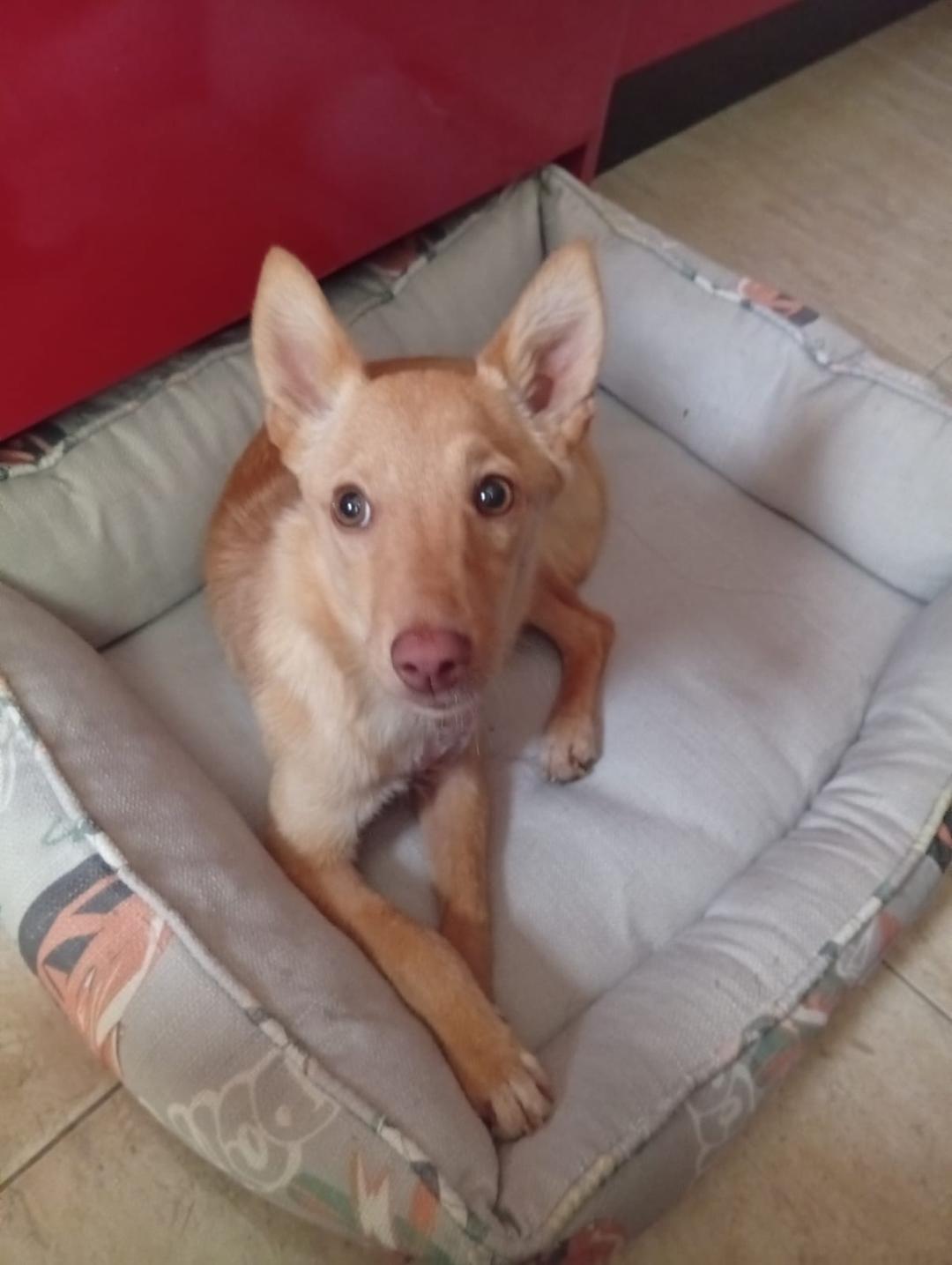 FITO 3
