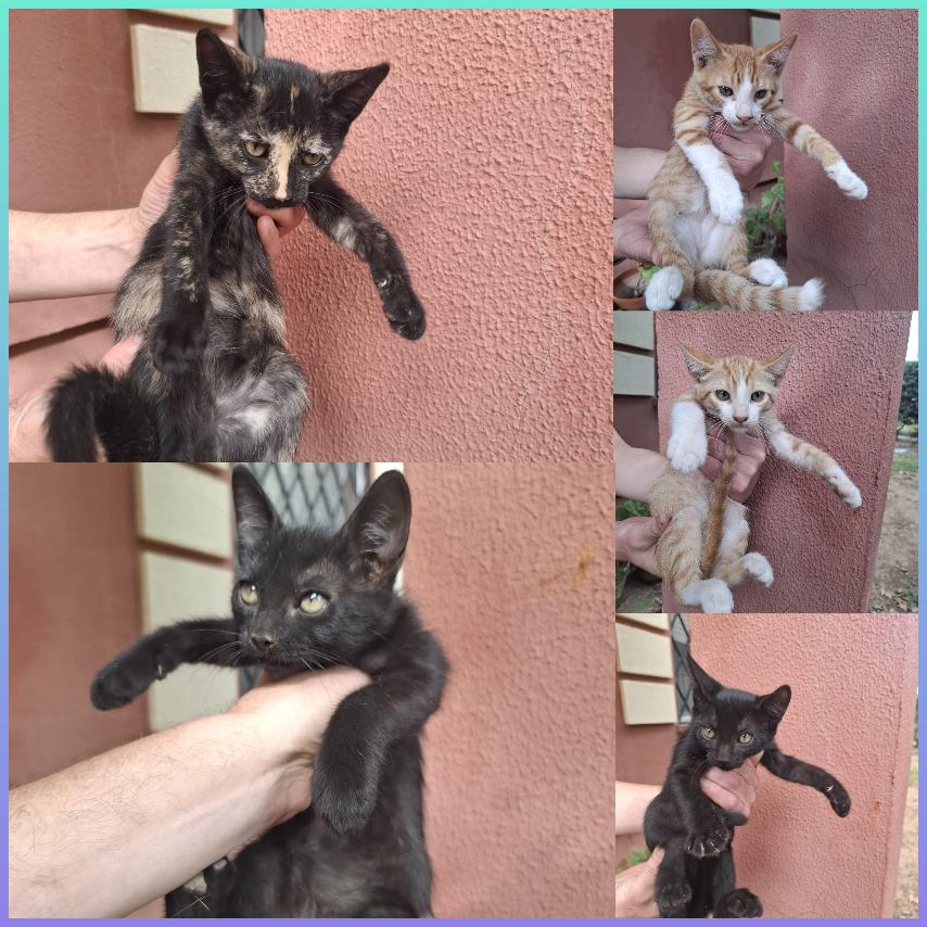 Camada Dulce