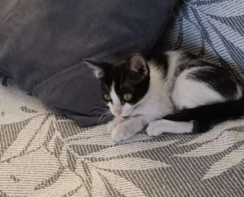 LUNA 2