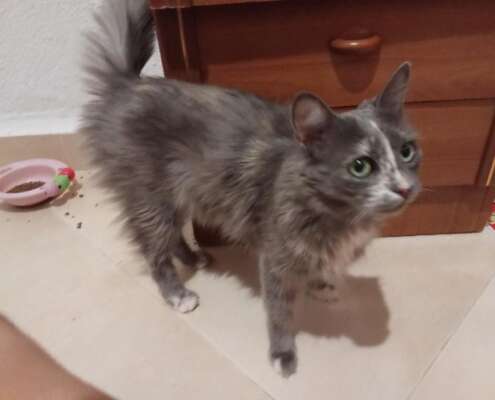 MISHA 1