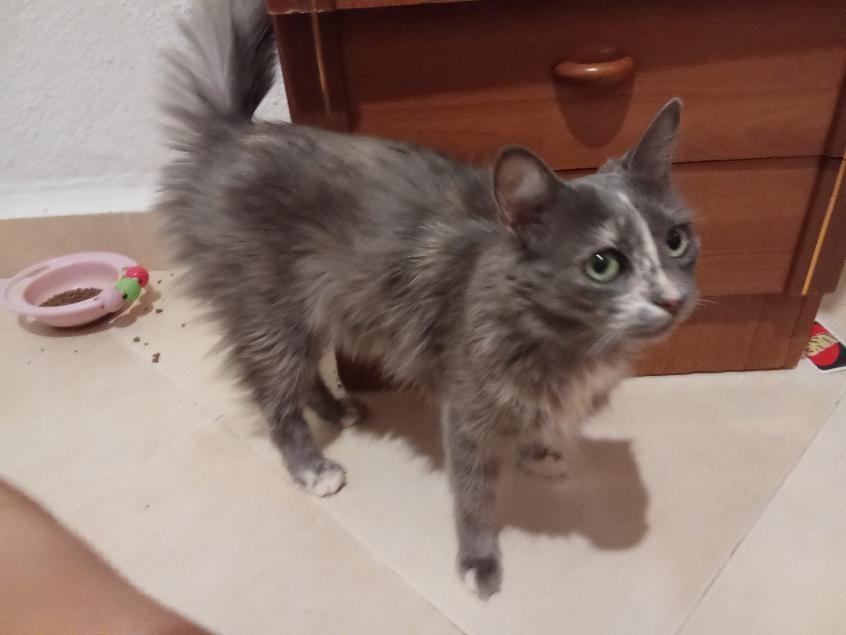 MISHA 1