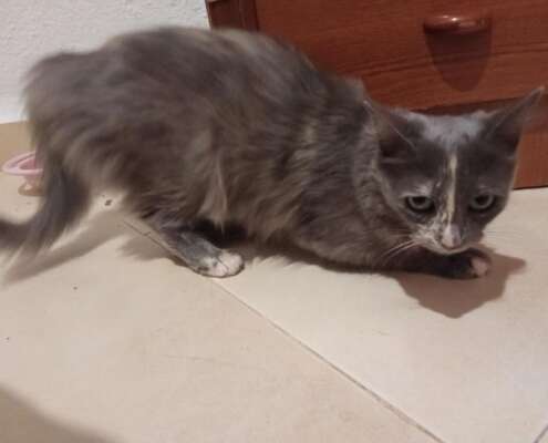 MISHA 2