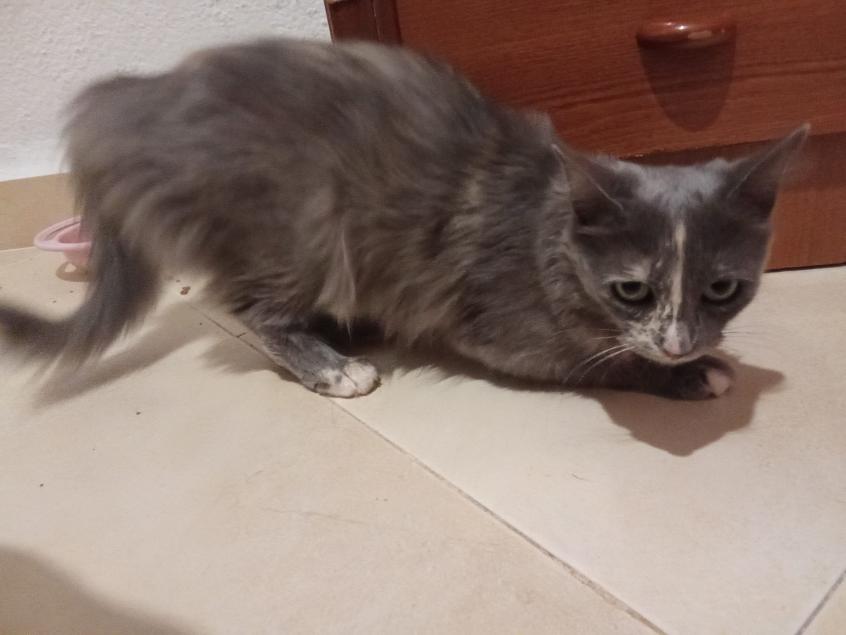 MISHA 2
