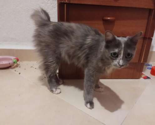 MISHA 3