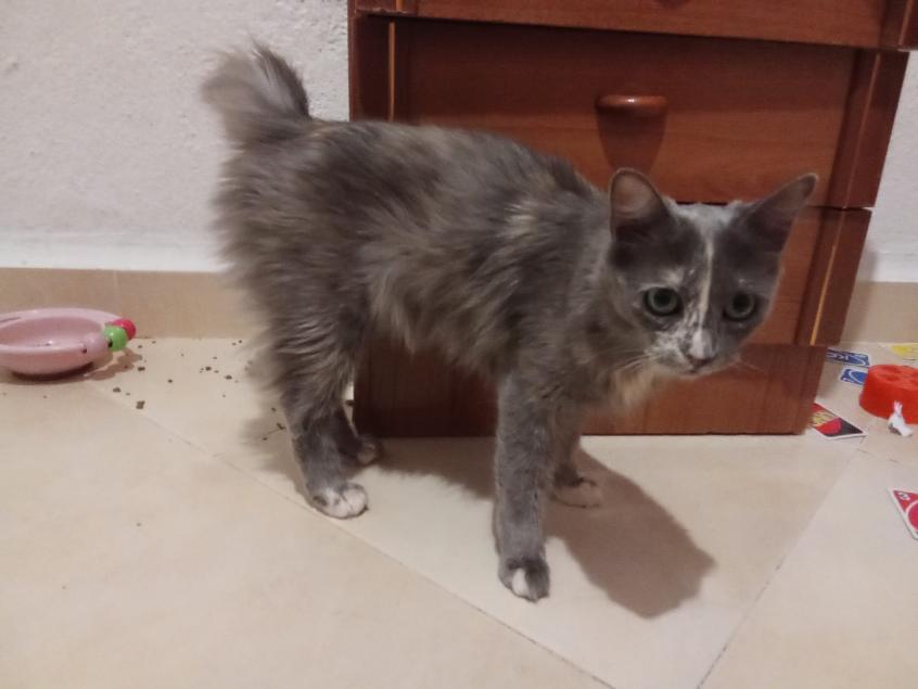 MISHA 3