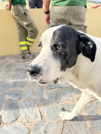 Bombero 5