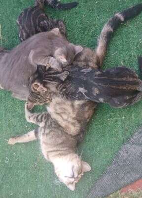familia gatuna 1