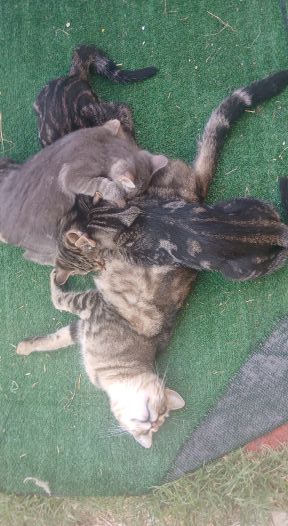 familia gatuna 1