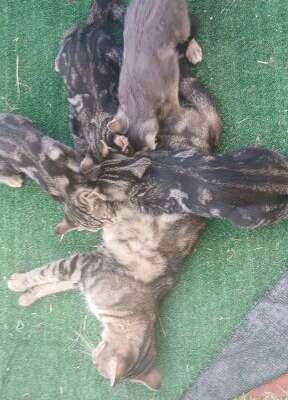 familia gatuna