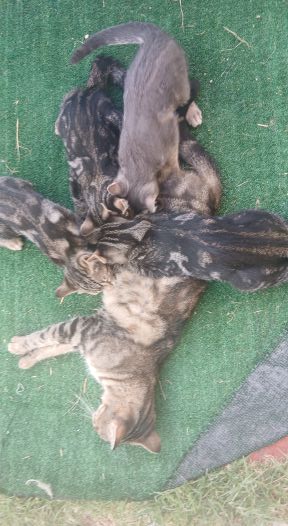 familia gatuna