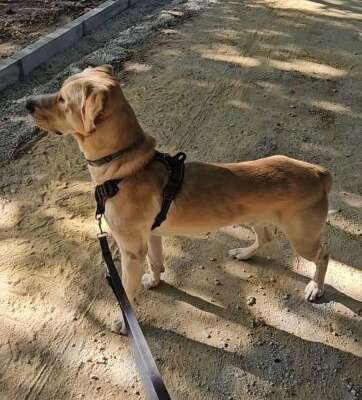 golfo 3