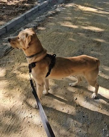 golfo 3
