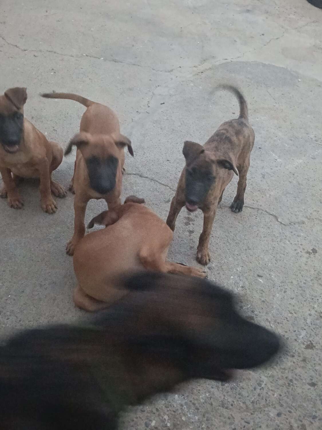 perritos1