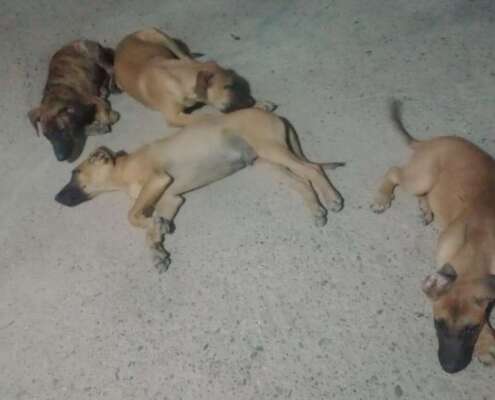 perritos2