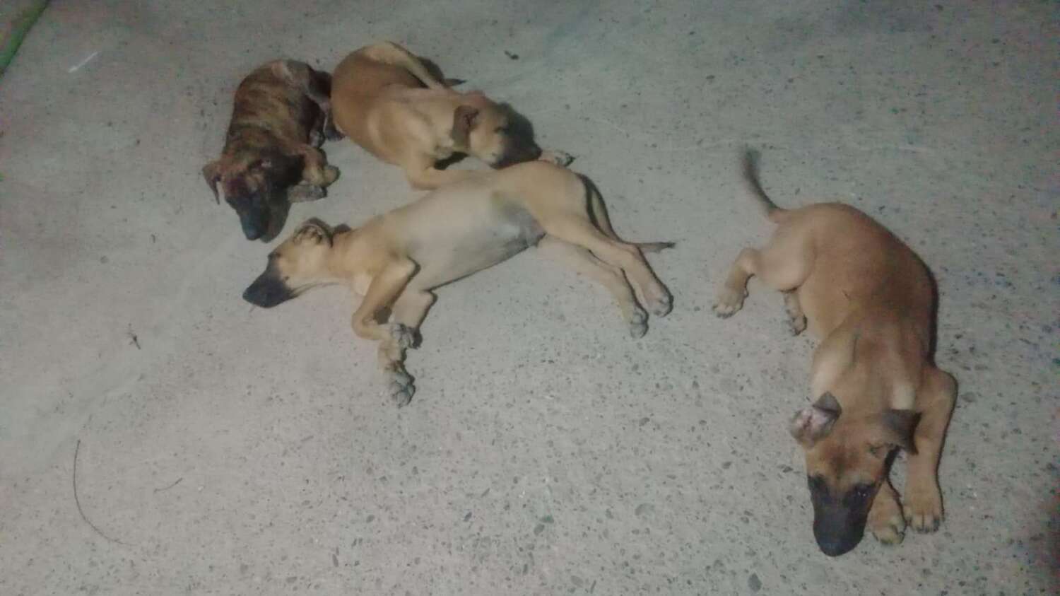 perritos2